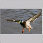 Anas platyrhynchos - Stockente 12.jpg